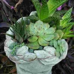 Aphrodite Lady Head Planter -Bird Haven Shop Aphrodite Head Planter Top View