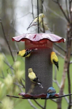 Forever Thistle Feeder-1 Qt -Bird Haven Shop BC FF214A 539e427c 7037 4d3a 929f 9e88aa8283c0