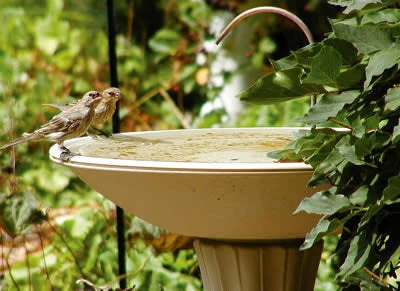 Bird Bath Dripper With Rock Or Pebble Base 2 Bird Bath Dripper With Rock Or Pebble Base - Image 2