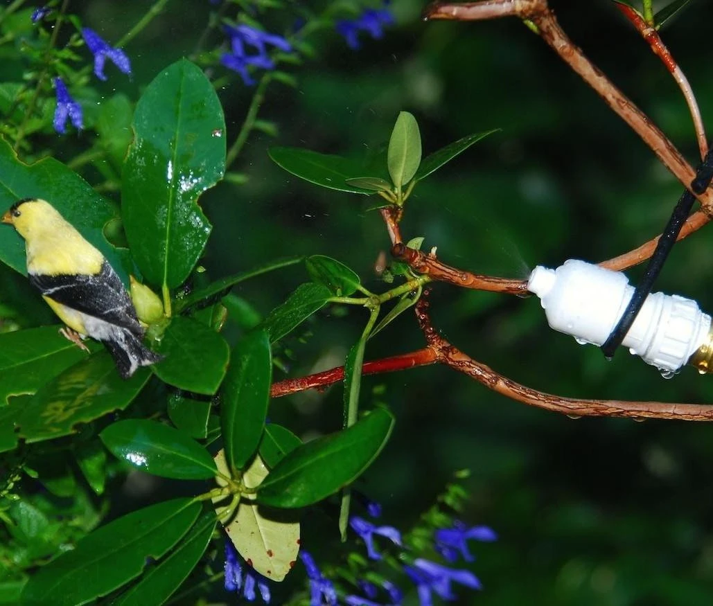 Easy Mister For Bird And Butterflies 1 Easy Mister For Bird And Butterflies