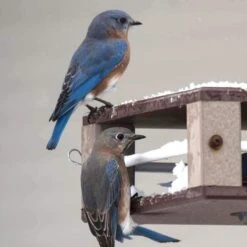Gilbertson Hanging Bluebird Feeder -Bird Haven Shop Gilbertson Bluebird Feeder