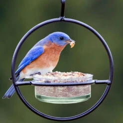 Orb Mealworm & Multi-Use Bird Feeder