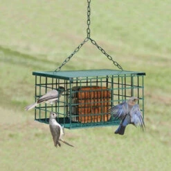 Squirrel-Proof Suet Feeder