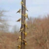 Yellow Spiral Finch Feeder-36-inch