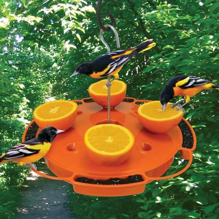 Ultimate Oriole Feeder 1 Ultimate Oriole Feeder