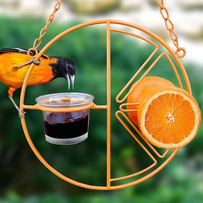 Clementine Oriole Feeder 1 Clementine Oriole Feeder