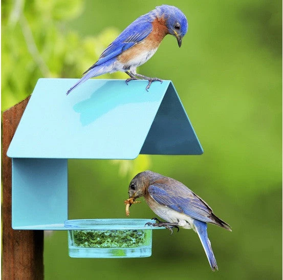 Fence-Post Bluebird Feeder- Blue Or Orange 1 Fence-Post Bluebird Feeder- Blue Or Orange