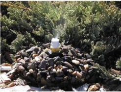 Leaf Mister On Base -Bird Haven Shop mister pebble 48ead6e7 8a3c 49e3 80ae cfd90eaf66fd