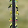Rainbow Finch Feeder
